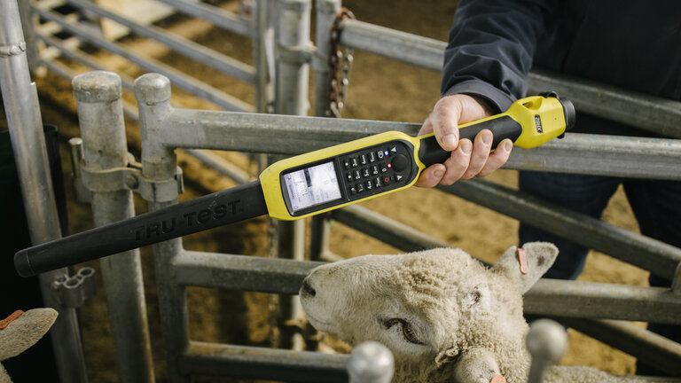 Tru-Test EID čitač XRS2 tijekom identifikacije ovce elektroničkom ušnom markicom